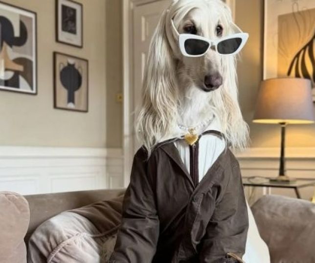 Conheça a cachorrinha Samantha, a influencer de moda do momento