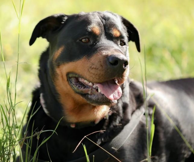 Estudo revela que cães de grande porte envelhecem mais rápido e têm maior risco de morte