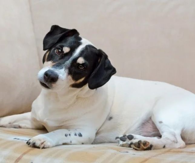 Negligência diária também é maus-tratos: falta de passeios, abandono e descuido com a saúde prejudicam os pets