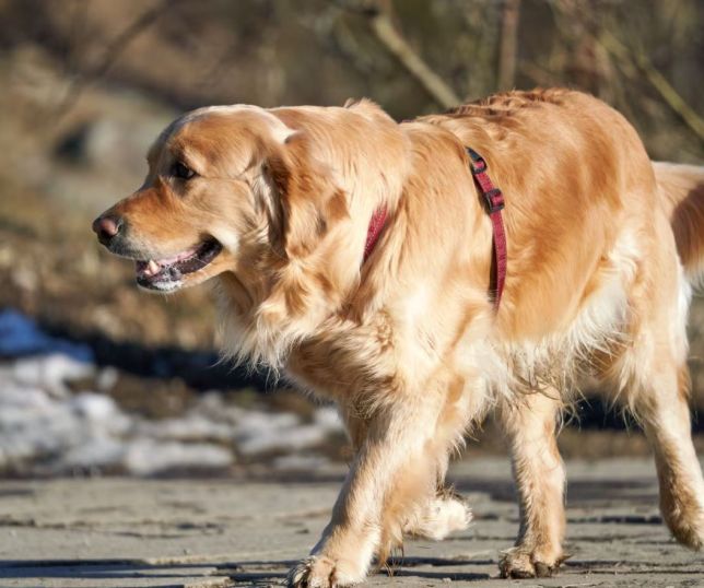 Estudo revela pista no DNA que explica por que cães grandes vivem menos