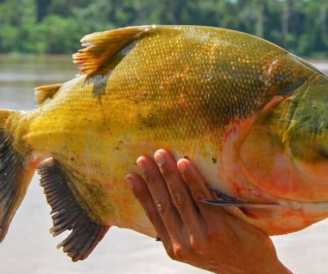 Tambaqui, peixe símbolo da culinária amazonense, entra na lista de espécies vulneráveis à extinção