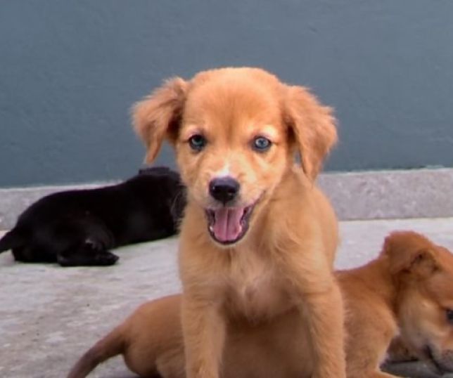 15 filhotes de cachorro são resgatados após serem abandonados dentro de caixa de isopor em Manaus