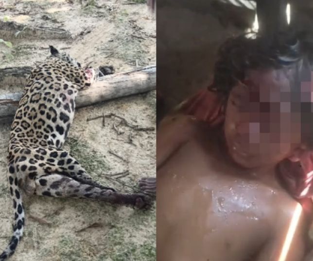 IMAGENS FORTES! Onça ataca criança indígena na aldeia Pratati, no Pará; vítima precisa de socorro urgente. VEJA VÍDEO