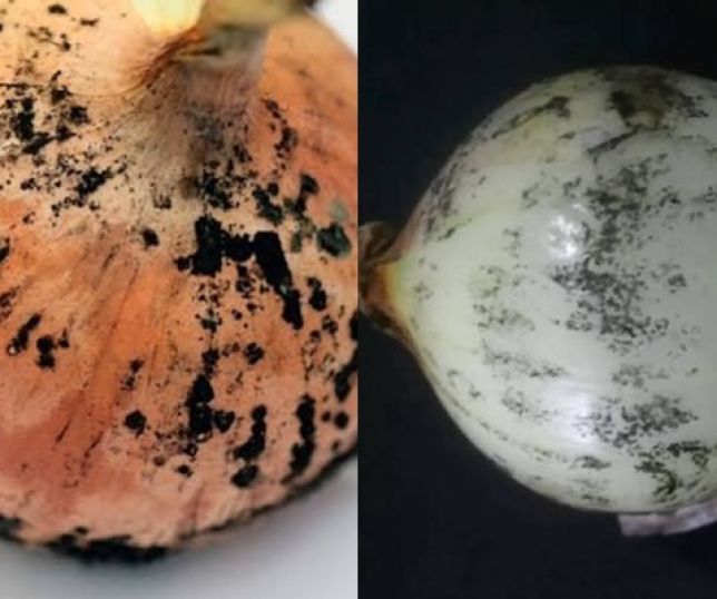 Alerta na cozinha! Manchas pretas nas cebolas podem ser sinal de fungo e representar risco à saúde. Saiba quando descartar o alimento.