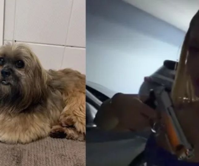 Influenciadora de Joinville causa revolta após relatar supostos maus-tratos contra cachorro da avó. VEJA VÍDEO