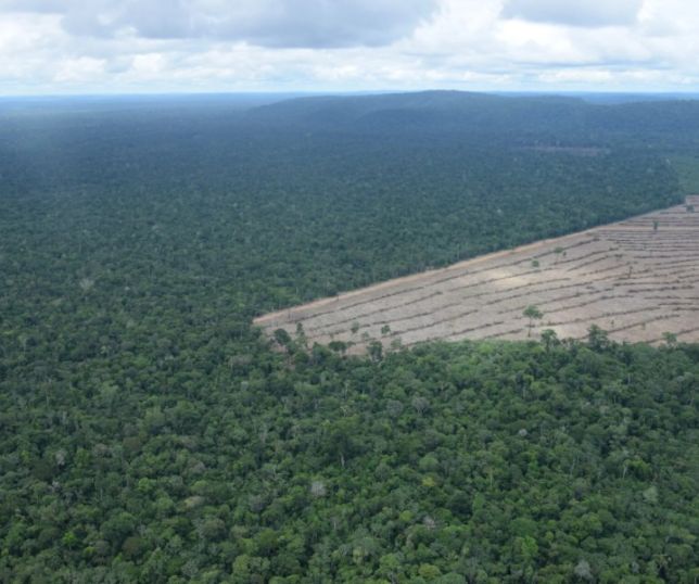 Emissões por desmatamento e mudanças no uso da terra caem 15% em 2025 