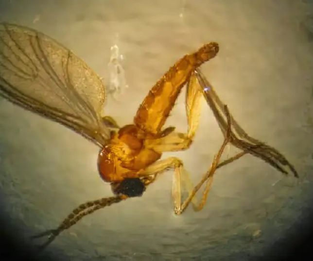 Mudanças climáticas aumentam casos de doenças infecciosas no Brasil, aponta estudo