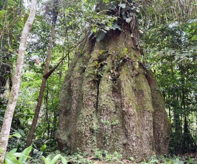 Pau-brasil enfrenta risco crítico de extinção, aponta atualização de lista nacional