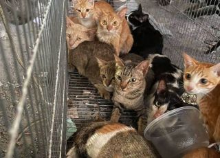 Quadrilha é presa após furtar cerca de 2,7 mil gatos que seriam vendidos para consumo no Vietnã