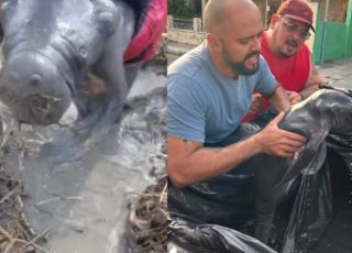 Filhote de peixe-boi é resgatado por pilotos de motocross em Parintins, interior do Amazonas. VEJA VÍDEOS