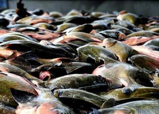 DEFESO DO TAMBAQUI JÁ COMEÇOU: Saiba o que pode e o que não pode ser pescado e vendido no Amazonas