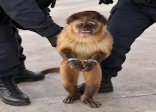 Macaco-prego invade casas, ingere álcool e entra em quarto onde estava bebê de 5 dias