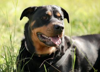 Estudo revela que cães de grande porte envelhecem mais rápido e têm maior risco de morte
