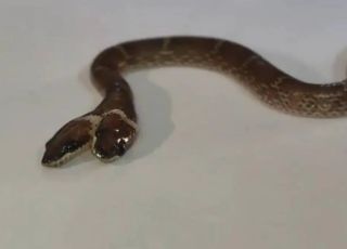 Cobra com duas cabeças e quatro olhos é resgatada e surpreende especialistas
