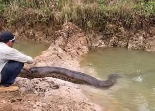 Homem faz carinho em sucuri gigante, e cobra reage antes de desaparecer na água. VEJA VÍDEO