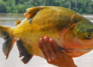 Tambaqui, peixe símbolo da culinária amazonense, entra na lista de espécies vulneráveis à extinção