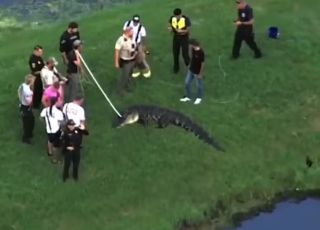 Homem de 71 anos é morto por jacaré quando pescava na margem de lago na Flórida
