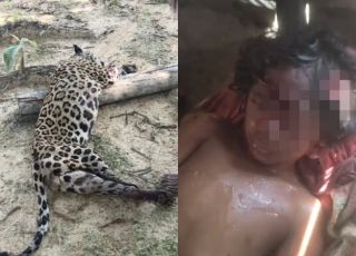 IMAGENS FORTES! Onça ataca criança indígena na aldeia Pratati, no Pará; vítima precisa de socorro urgente. VEJA VÍDEO