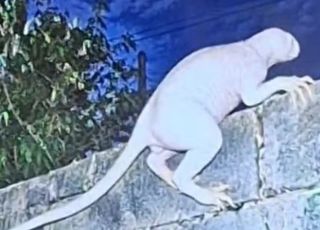 Criatura bizarra e misteriosa é avistada no México e faz moradores fugirem de casa com medo