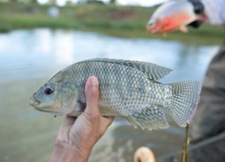 Tilápias invasoras ameaçam chegar ao Rio Xingu e preocupam pesquisadores no Pará