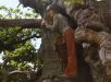 Mulher criada por macacos em floresta fica aterrorizada ao se ver no espelho pela primeira vez