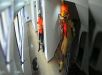 Urubu invade prédio comercial e é resgatado após assustar moradores no Distrito Federal. VEJA VÍDEO